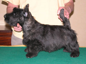 Du mont sansouci - Scottish Terrier - Portée née le 20/03/2004