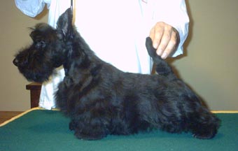 Du mont sansouci - Scottish Terrier - Portée née le 18/12/2003
